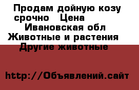 Продам дойную козу срочно › Цена ­ 4 000 - Ивановская обл. Животные и растения » Другие животные   